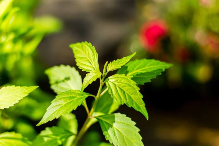 How LEDs can maximise the pharmacological potential of plants – Monash Lens