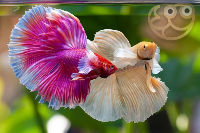 Siamese fighting fish, Siamese fighter (Betta splendens), breed Crown ...