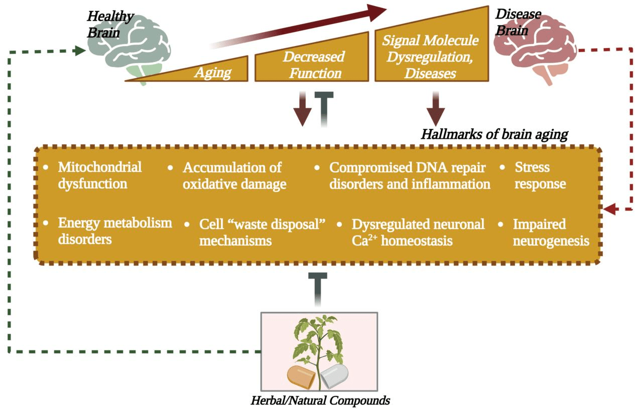 Antioxidants | Free Full-Text | Herbal/Natural Compounds Resist ... Teh herbal untuk antioksidan alami