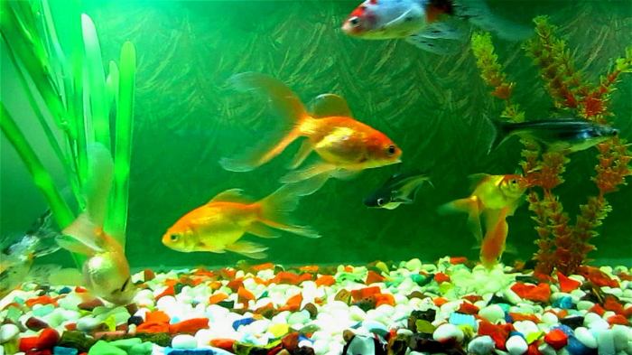 Free photo: Aquarium fish - Fish, Image, Nature - Free Download - Jooinn