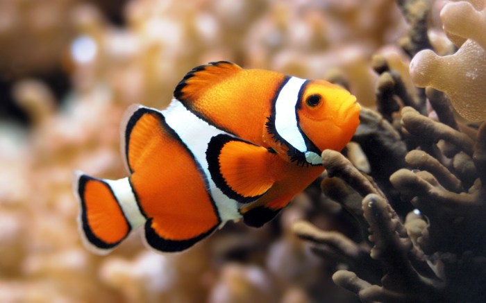 Aquarium Fish Photos, Download The BEST Free Aquarium Fish Stock Photos ...