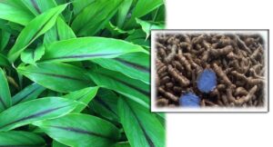 Black Turmeric Cultivation at William Marciniak blog
