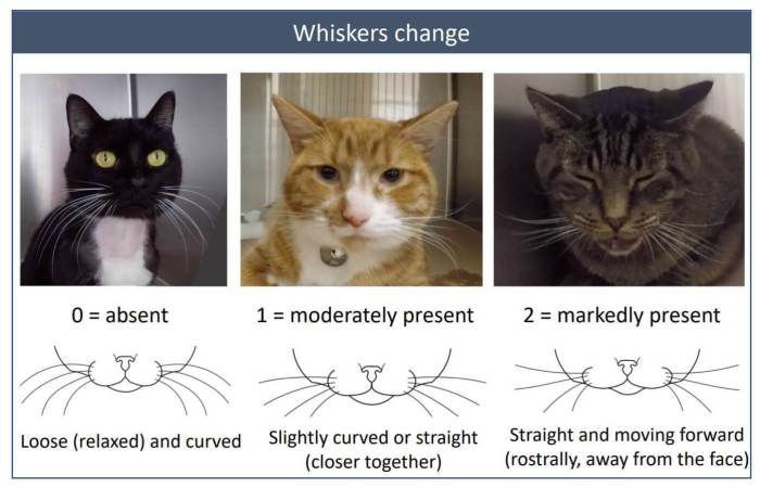 Is My ๎Cat๎ Scowling at Me or Are They in Pain? | Zoetis Petcare Is My ๎Cat๎ Scowling at Me or Are They in Pain? | Zoetis Petcare