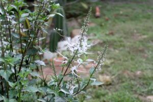 Khasiat daun kumis kucing