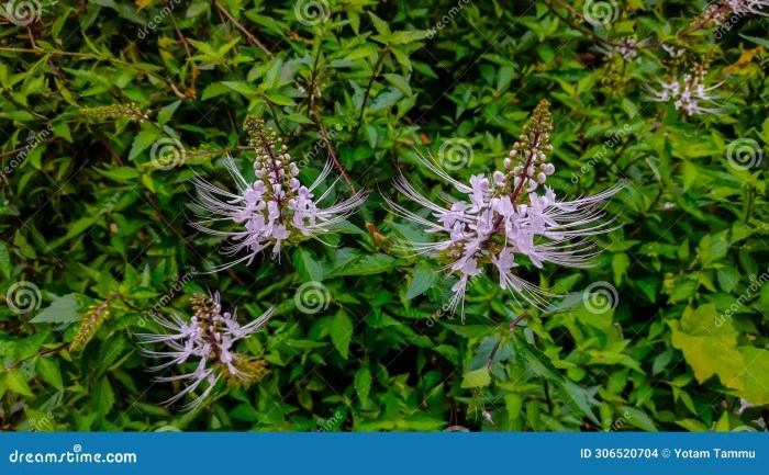 The Cat S Whisker Herbal Plant is Used for Traditional Medicine Stock ...