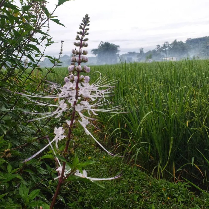 Daun kumis kucing bermanfaat sebagai obat