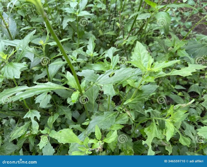 Daun kumis kucing bermanfaat sebagai obat