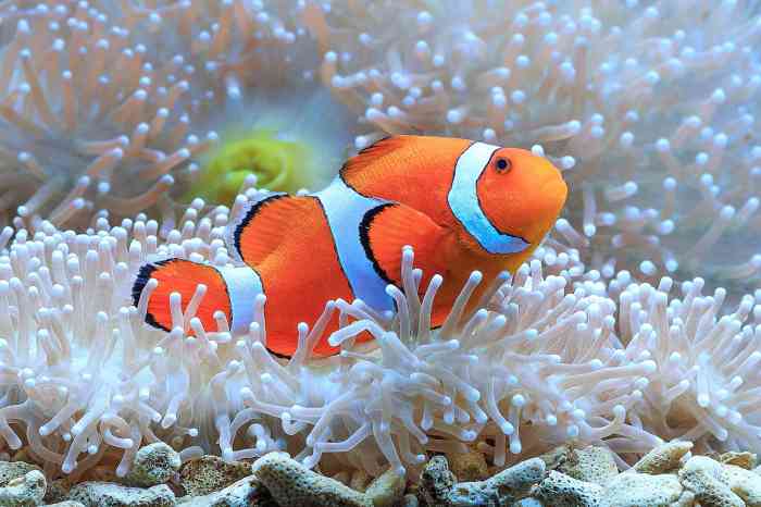 Foto ikan cupang