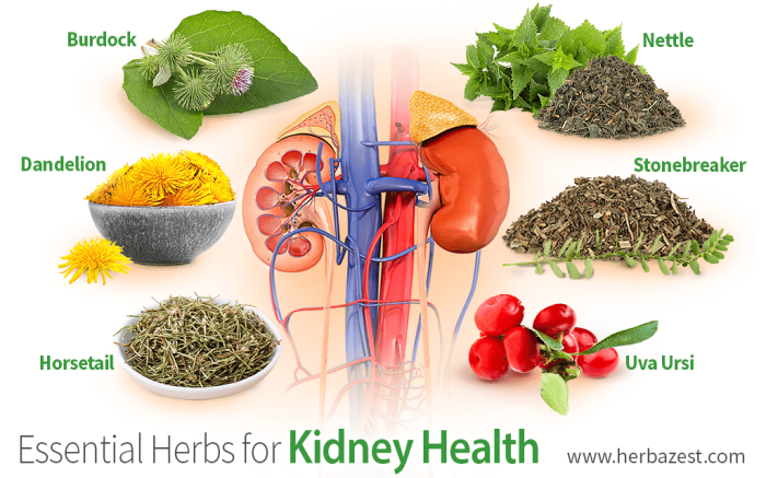 12 Best Herbs To Protect Renal Health - How can I naturally protect my ...