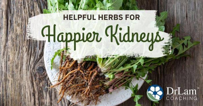 Herbs for Kidney Support: A Surprisingly Easy Path to Better Health