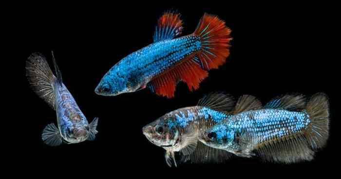 What Da Fish???: Betta Fish Ikan cupang betina