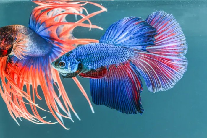 Fighting Fish Fighting