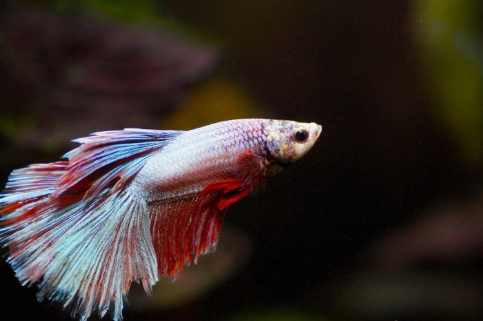 10,000+ Best Aquarium Fish Photos · 100% Free Download · Pexels Stock ...