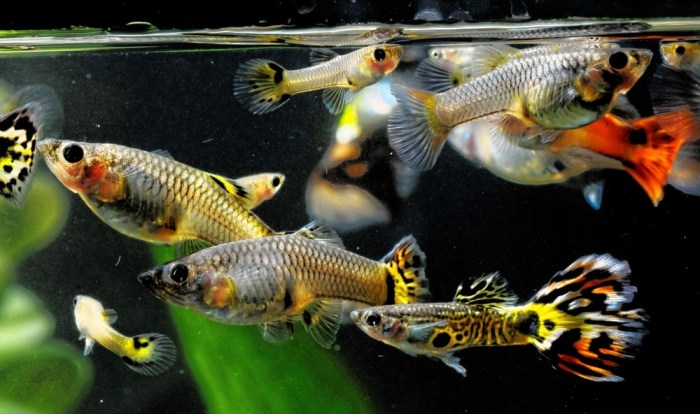 Guppy Full Care Guide for Beginners Food and Breeding Tips Guppy Full Care Guide for Beginners Food and Breeding Tips