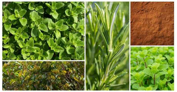 6 Herbs High in Antioxidants | The Botanical Institute 6 Herbs High in Antioxidants | The Botanical Institute