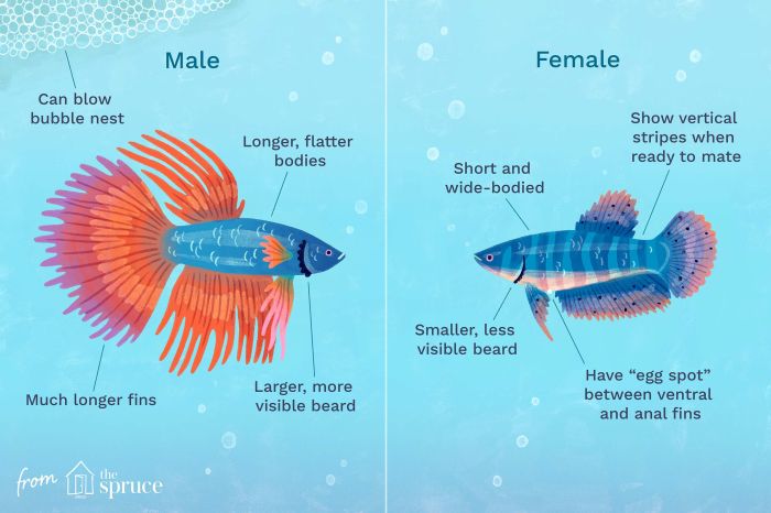 Female Betta Fish | Fishkeeping World Ikan cupang betina