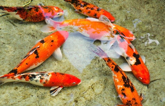 Koi Fish Gallery — Koi Story Koi Fish Gallery — Koi Story