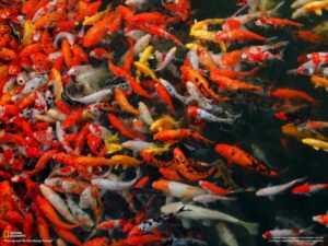 5 Koi Fish Facts – The Voyager