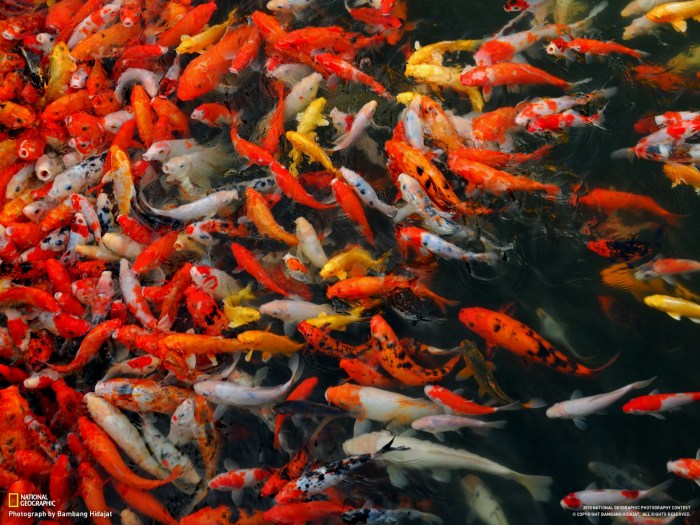 5 Koi Fish Facts – The Voyager 5 Koi Fish Facts – The Voyager