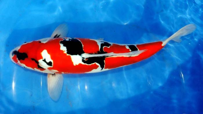 Where to Buy Koi Fish for Your Pond: Expert Advice for a Perfect Pond Where to Buy Koi Fish for Your Pond: Expert Advice for a Perfect Pond