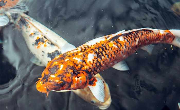 How Do You Know If Your Koi Fish is Happy? - Chuck's Landscaping How Do You Know If Your Koi Fish is Happy? - Chuck's Landscaping