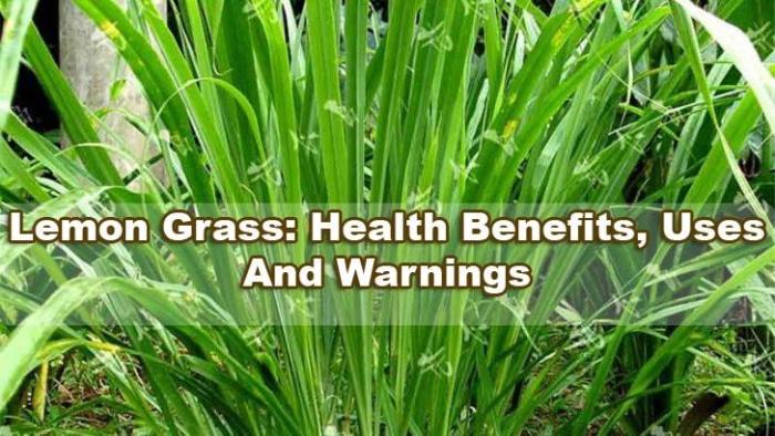 10 ๎Benefits๎ Of Growing ๎Lemongrass๎ In Your Garden - Garden Beds Manfaat serai untuk tanaman cabai