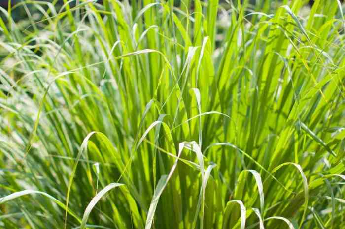 ๎Lemongrass๎ Tea | Herbal Teas Online Bunga serai