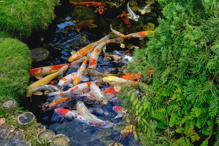 Free stock photo of fish, koi, koi fishes Ikan cupang koi