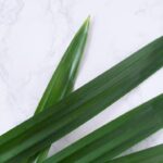 Khasiat daun pandan