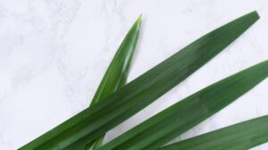 Khasiat daun pandan