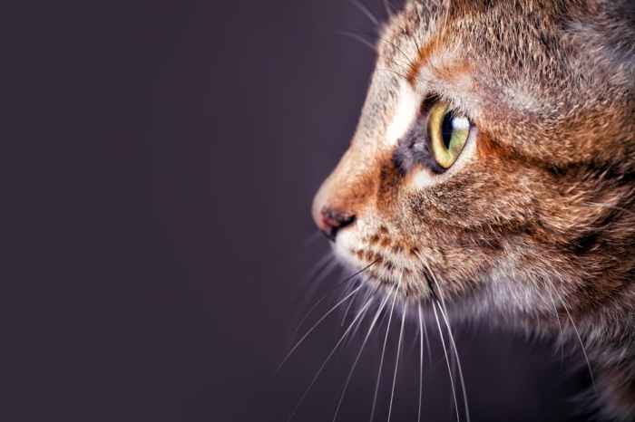 PPT - Understanding ๎Diseases๎ PowerPoint Presentation, free download ... Daun kumis kucing bisa menyembuhkan penyakit apa saja