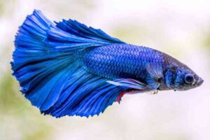 Ikan cupang