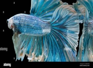 The Hidden Truth Behind Betta Fish Fighting: Why It's More Than Just a Game