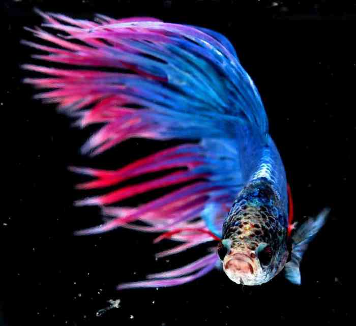 Betta Fish (Siamese Fighting Fish) Fish Facts | Betta splendens - AZ ...