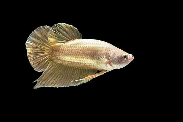 FEMALE BETTA regular - Bluegrassaquatics.com FEMALE BETTA regular - Bluegrassaquatics.com
