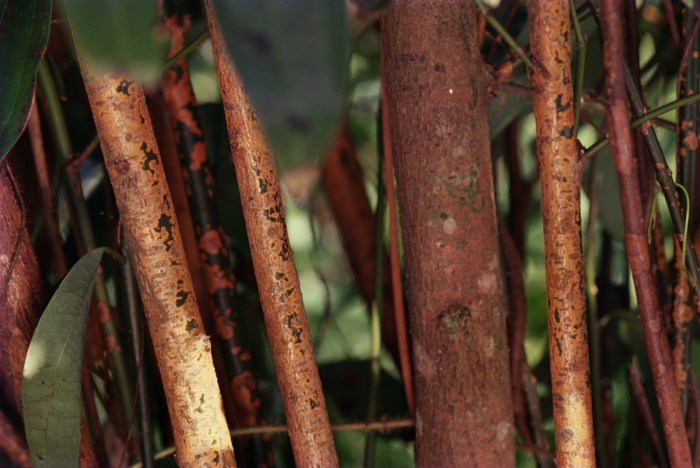 The Truth About Where ๎Cinnamon Comes From๎ | HuffPost The Truth About Where ๎Cinnamon Comes From๎ | HuffPost