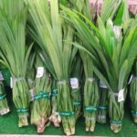 Daun pandan