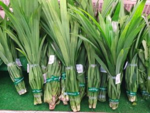 Daun pandan