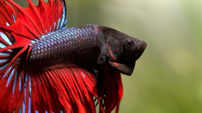 Ikan cupang aduan