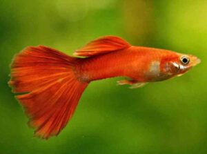 JB SUPER GUPPY makanan ikan guppy /tetra / gold fish / angel fish food ...