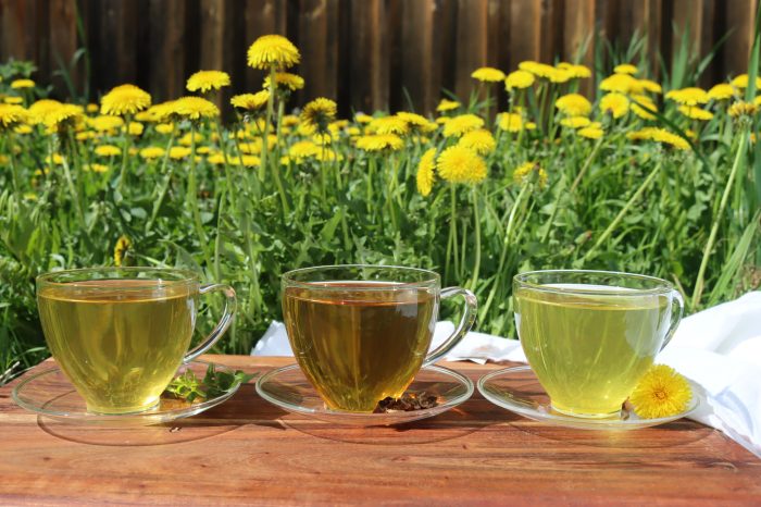 Teh dandelion di apotik