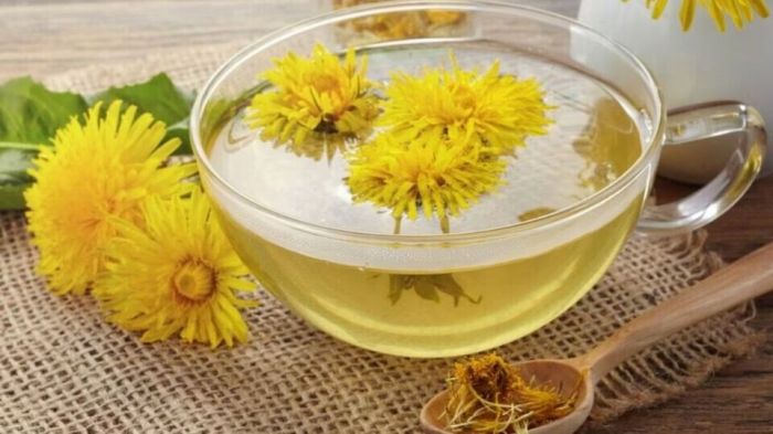 Harvesting Dandelion for Dandelion Tea | Dandelion Root Benefits