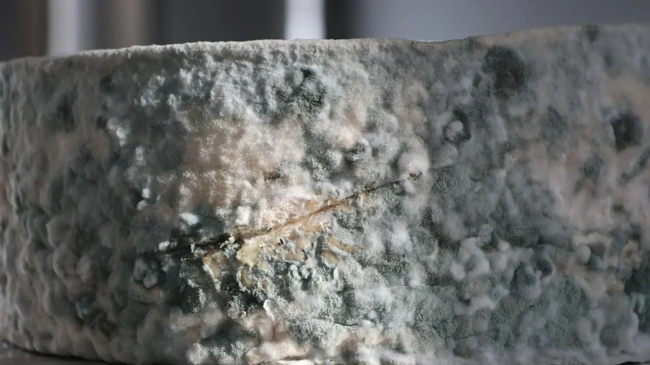 Spoiled Food Mold