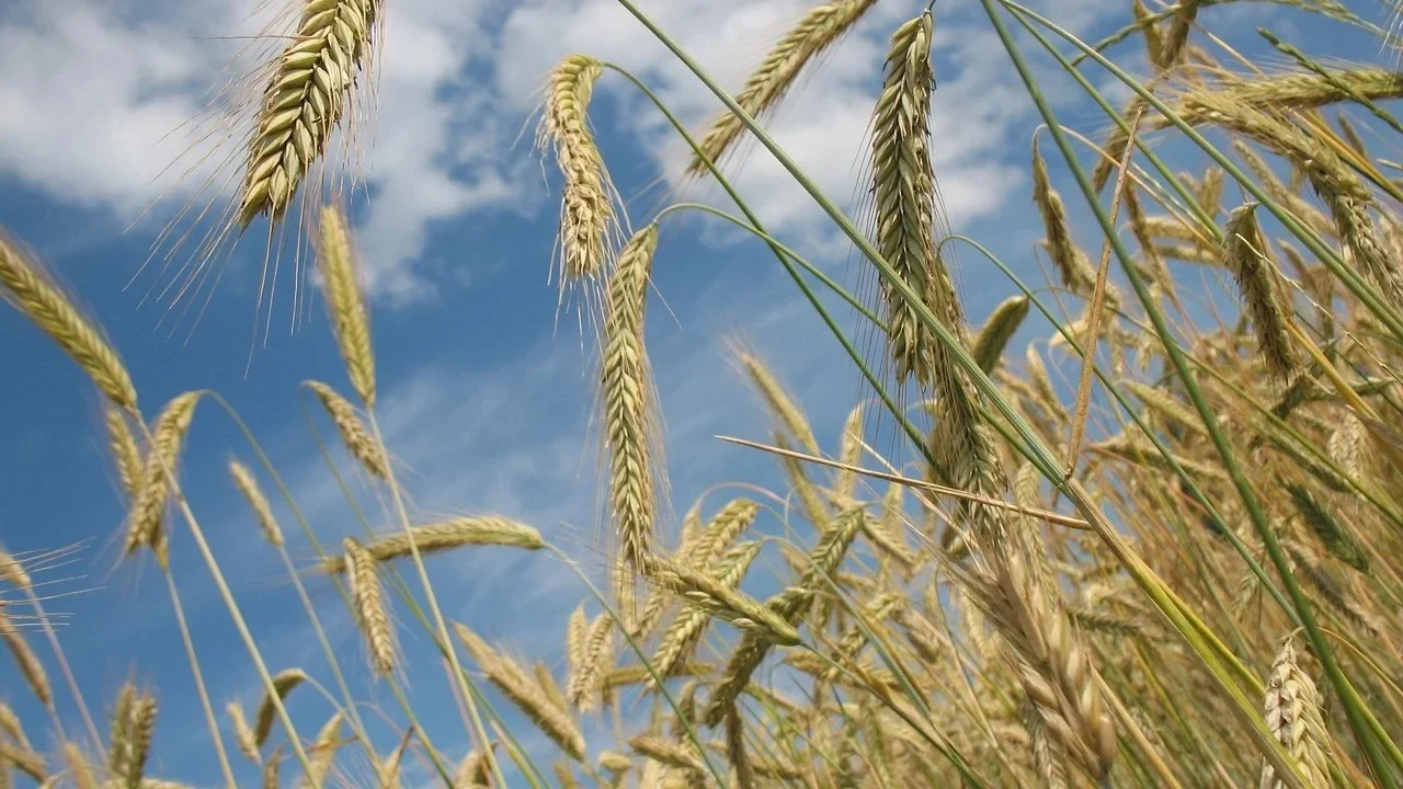 Farm Crops Agriculture