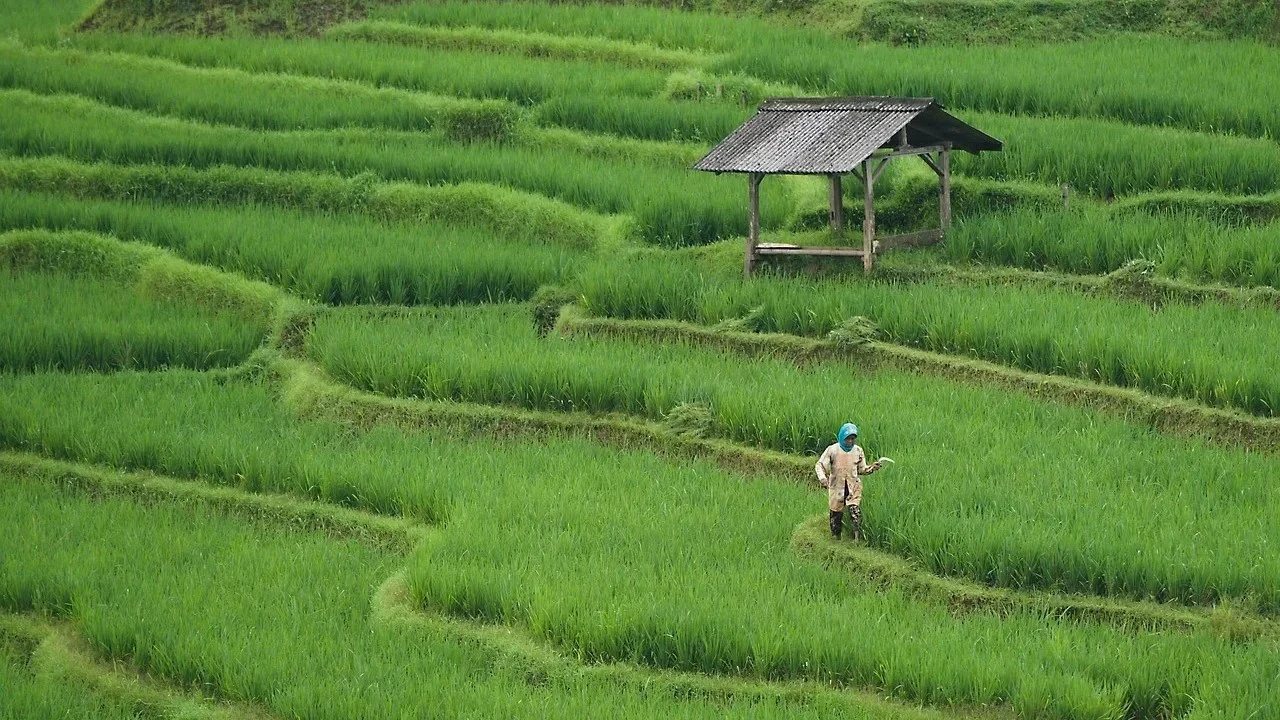 Agriculture Field Farming Investor