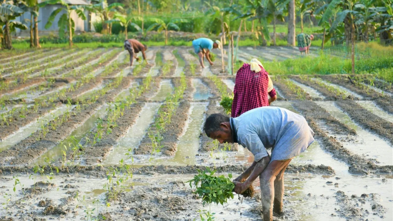Agricultural Field Farmer Working