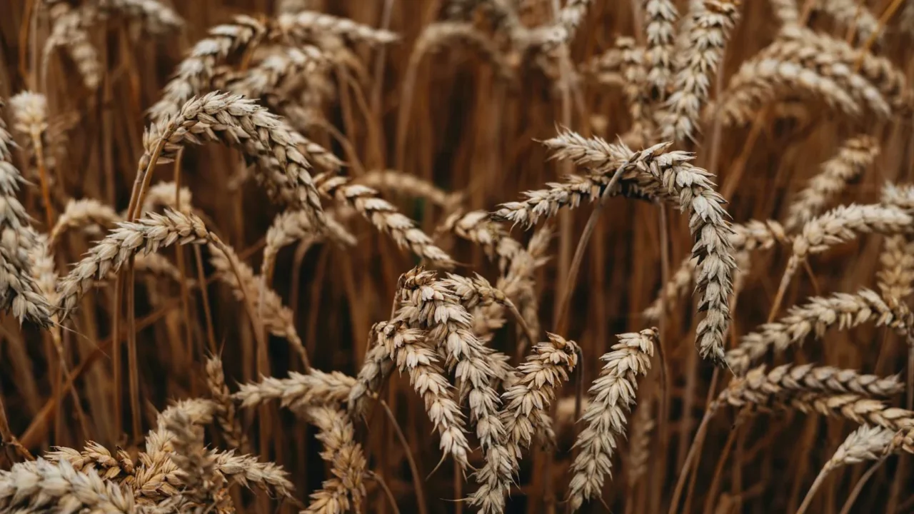 Crop Growth Harvest Yield