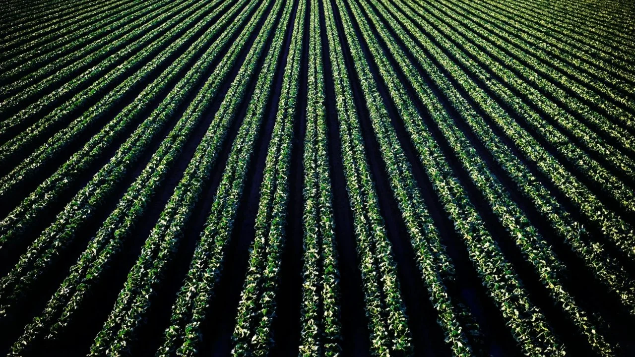 Agriculture Farm Crops