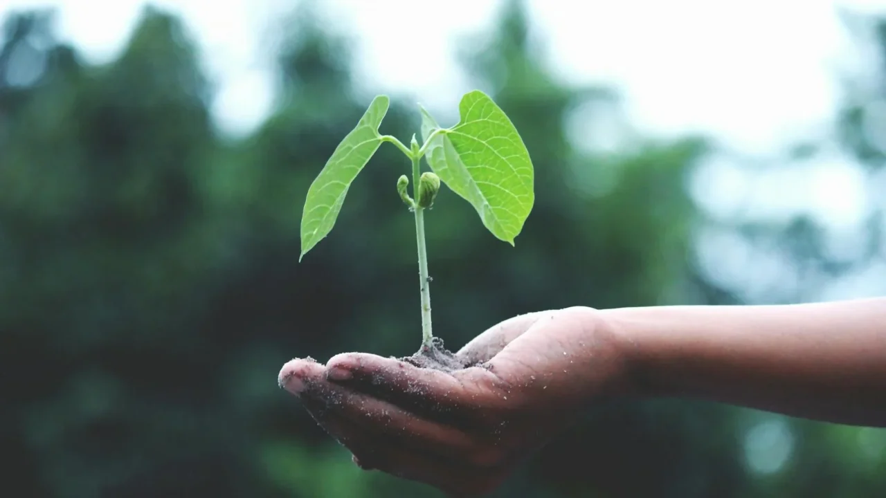 Green Economy Sustainable Development