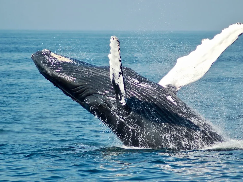 Siapa Sebenarnya Whale Crypto?
